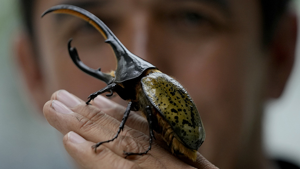 Colombian environmental engineer Germán Viasus Tibamoso, owner of Tierra Viva, holds a Hercules beetle in Tunja, Colombia. Credit: AP Photo/Fernando Vergara