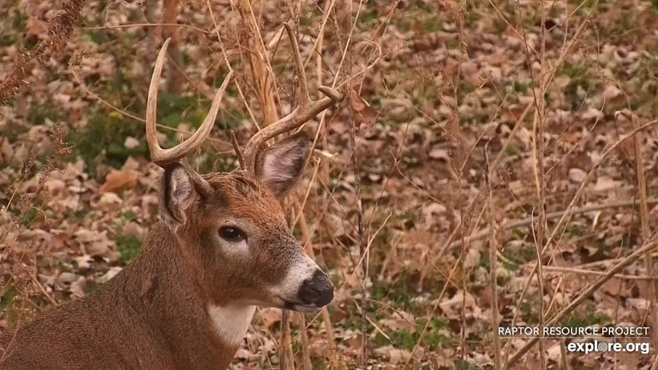 November 1, 2022: A beautiful buck at Decorah North. Rut is drawing near and deer are changing their behavior as a result. Please remember to hunt and fish lead-free! Our eagles thank you!