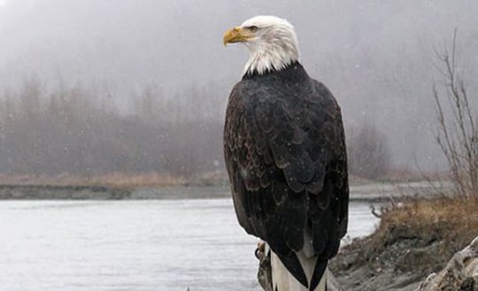 Image from American Bald Eagle