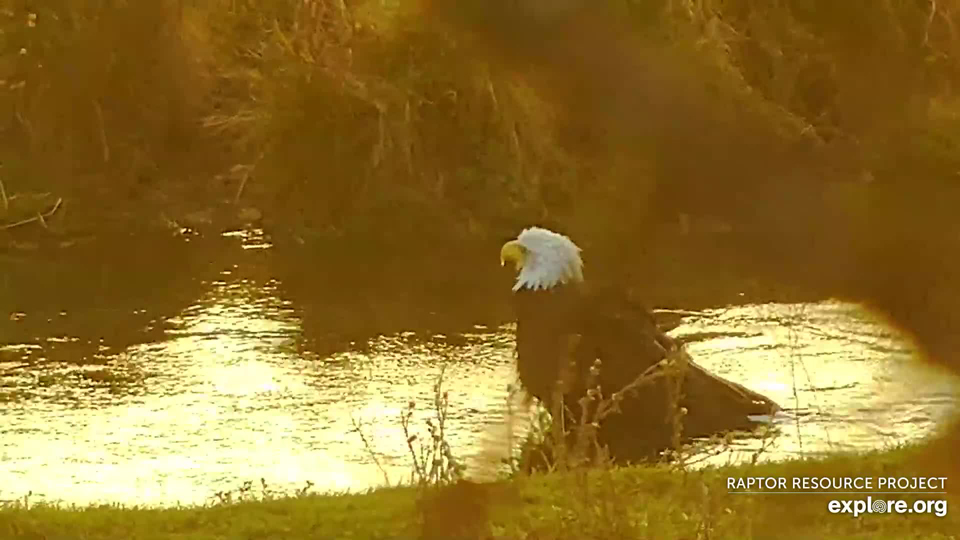 November 3, 2022: Splish-splash...it's an eagle bath at the North nest!