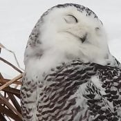 February 16, 2022: A Snowy Owl on the Mississippi River Flyway.