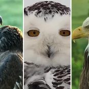 Left to right: DN15 and DN16, a Snowy Owl on the Flyway, HM and HD