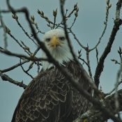 December 5, 2022: HD through tree branches.