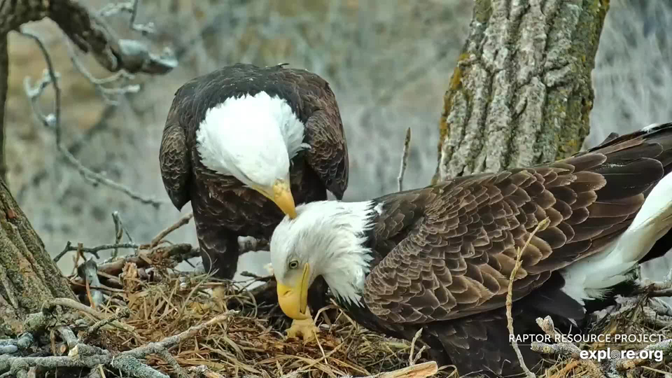 December 7, 2022: Eagle 'flirting' often includes gentle pecks, nibbles, and beak kisses.