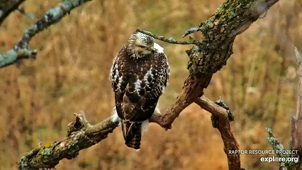 December 8, 2022: The same hawk from behind. We can see its cream and brown tail and scalpular V. Red-tailed Hawks come in an amazing variety of colors and patterns. I'm going to talk to master bander Dave Kester - the vivid dark and light feathers on this hawk most resemble a Harlan's light morph RTH, but I do not have enough experience to say for sure.