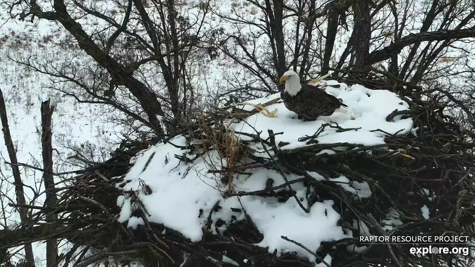 December 10, 2022: It's time for snow removal! The snow makes it really easy to see this year's nestoration progress. The eaglets are going to have a nice porch to perch on!
