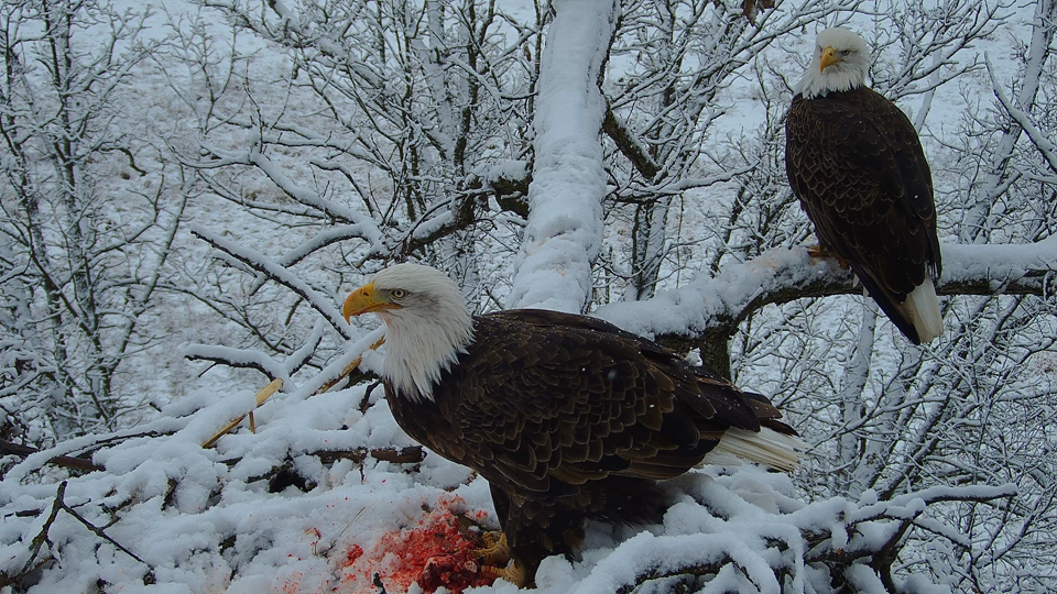 December 15, 2022: DNF finishes her not-so-roast beast while Mr. North sits sentinel on the ladder branch.