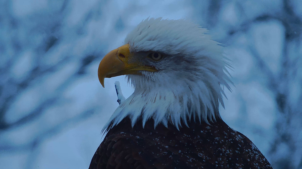 December 15, 2022: Snowflakes that fall on eagles and feather lashes! I love watching eagles in falling snow. This is Mr. North.