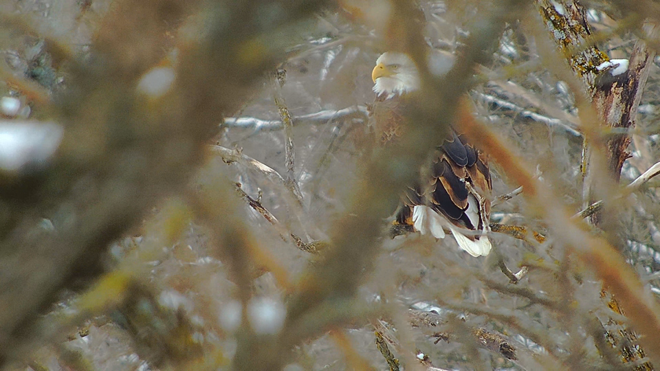 December 12, 2022: DNF seen through trees. I love these intimate glimpses into the lives of the eagles we watch.