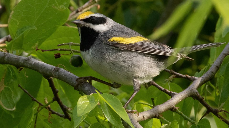 Golden-winged Warbler. Photo credit Bettina Arrigoni.