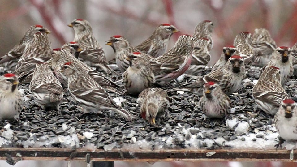 Redpolls at a feeder. These birds will eat you out of house and home! Photo credit Ryan Brady.