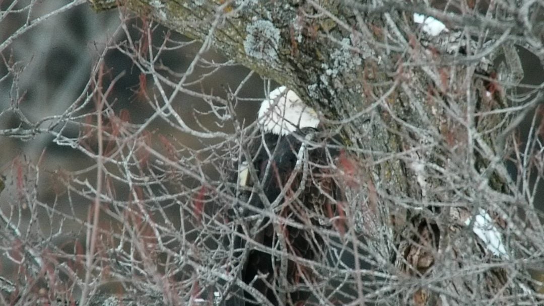 December 28, 2022: An adult eagle with one of our transmitters this morning.