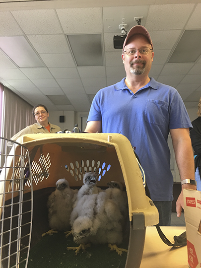 Brad Foss with falcons, Dairyland Power Genoa