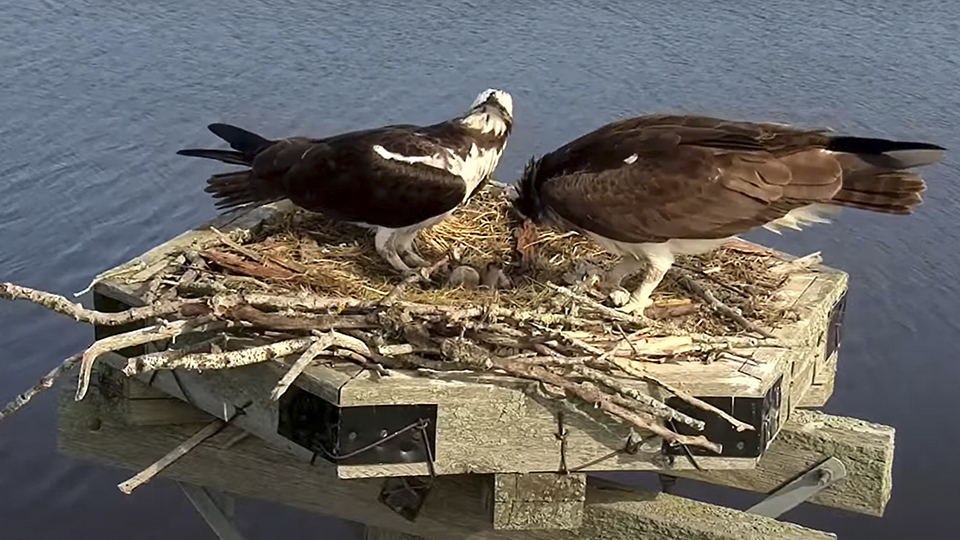 Dairyland Power's Osprey Cam on a reservoir near Ladysmith, WI