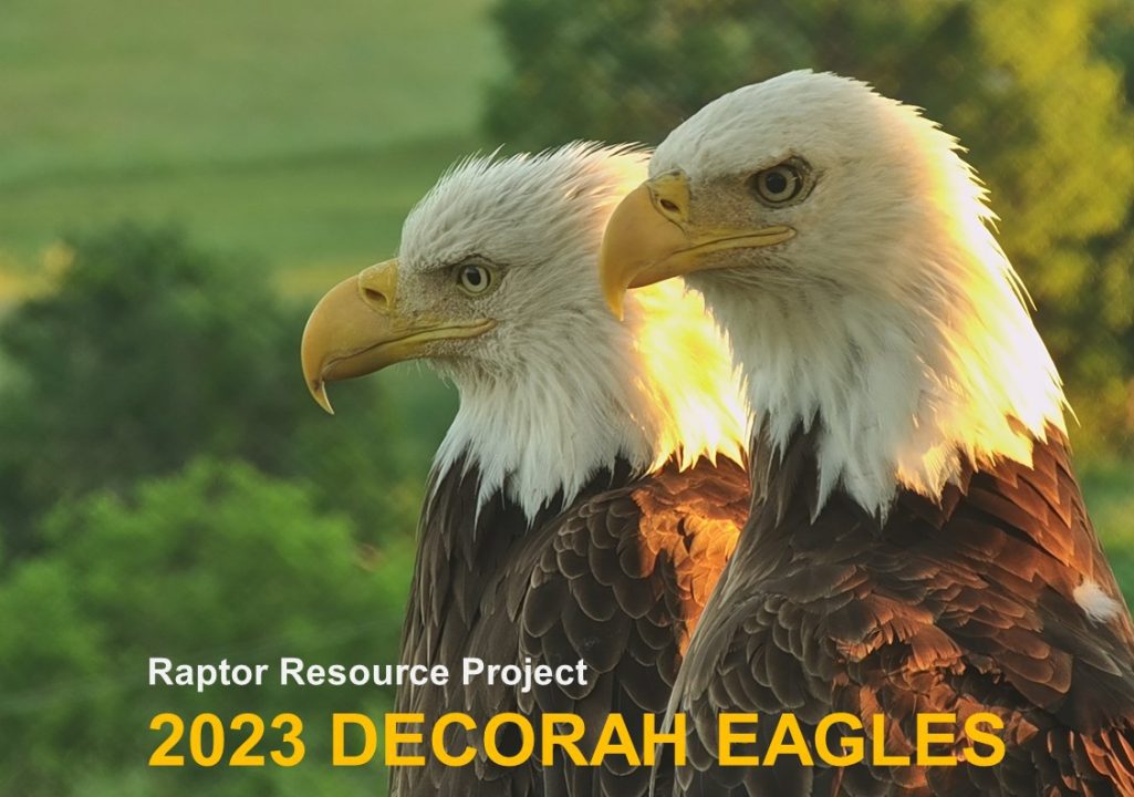 The cover for the 2023 Decorah Eagles calendar. Look for it soon!