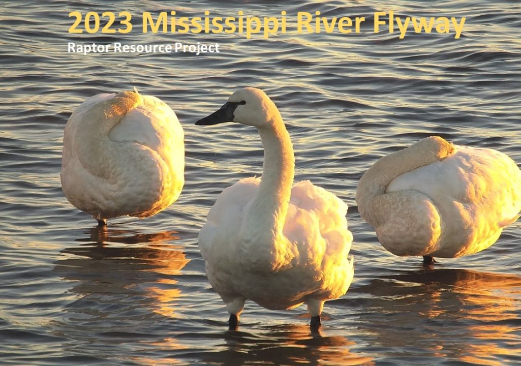 The cover for the 2023 Mississippi Flyway calendar. Look for it soon!