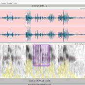 Final duet: chirps, call and response, harmonizing