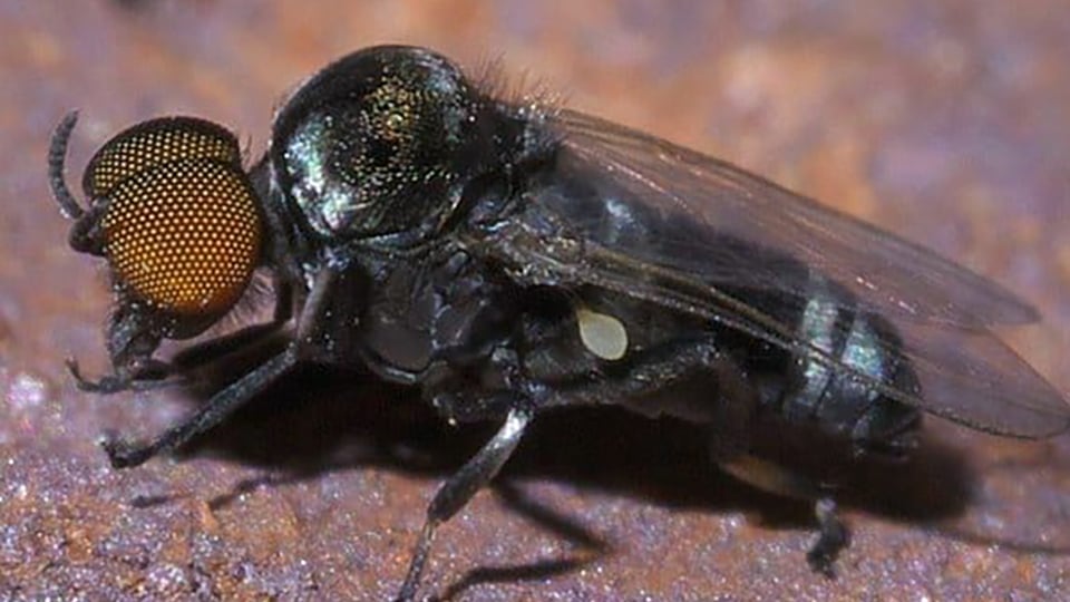 Black Fly (Simulium)