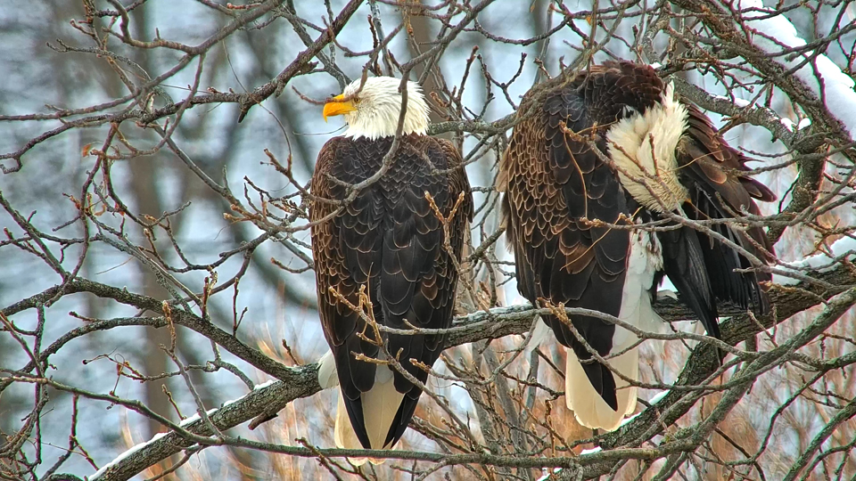 December 1, 2022: Eagles through the trees at Great Spirit Bluff.