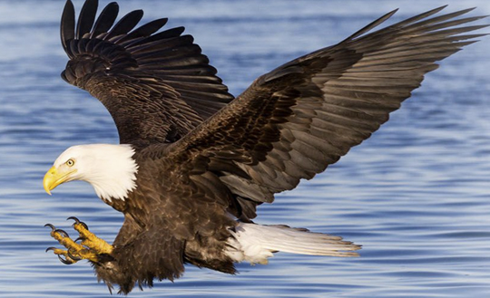 The Eagles of Decorah