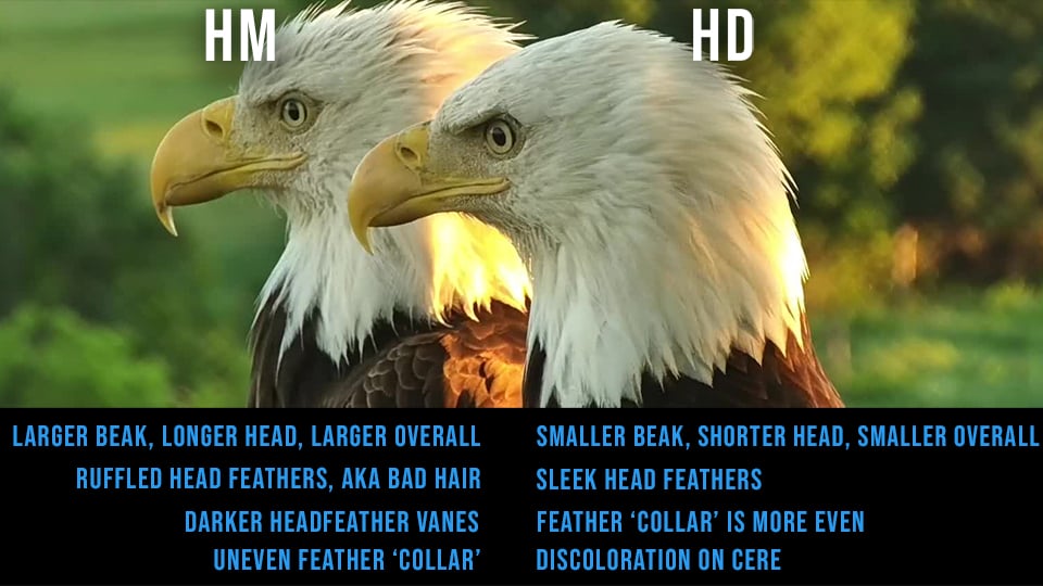 Decorah Eagles: HM and HD