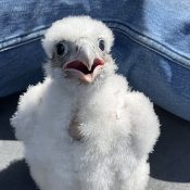 Peregrine Falcon at Bay State Milling in Winona, MN 2022