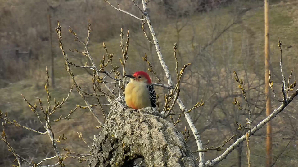 December 1, 2022: An adult male Red-bellied Woodpecker in Decorah!