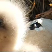 March 27, 2022: A feeding and a pip at the North nest!