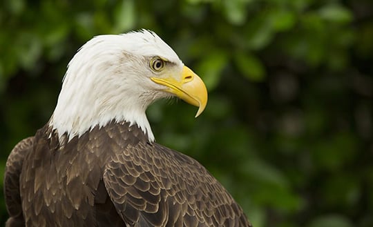 Image for BBC 2, Natural World, Super Powered Eagles