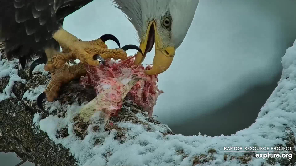January 6, 2022: HD eats a frozen fish stick!
