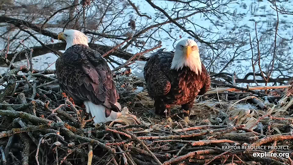 January 10, 2023: Mr. North and DNF on the North nest