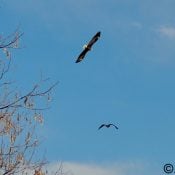 January 15, 2023: DM2 escorting a subadult out of the area