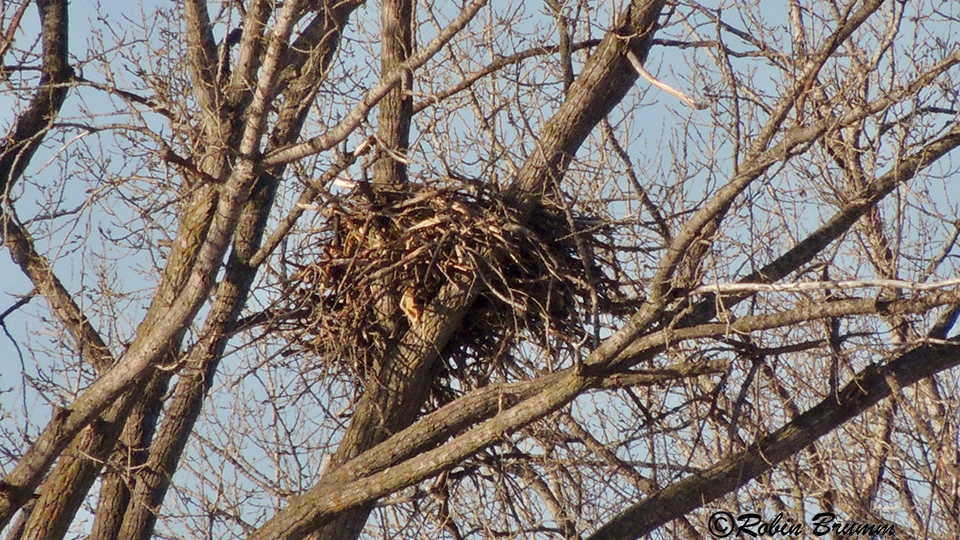 January 15, 2023: Nest N4.