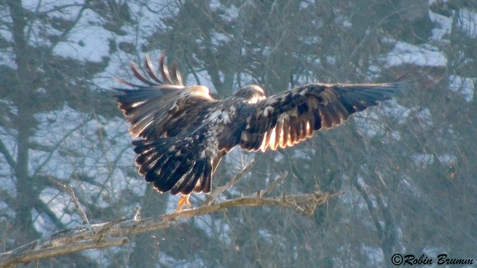 January 15, 2023: Subadult at the hatchery