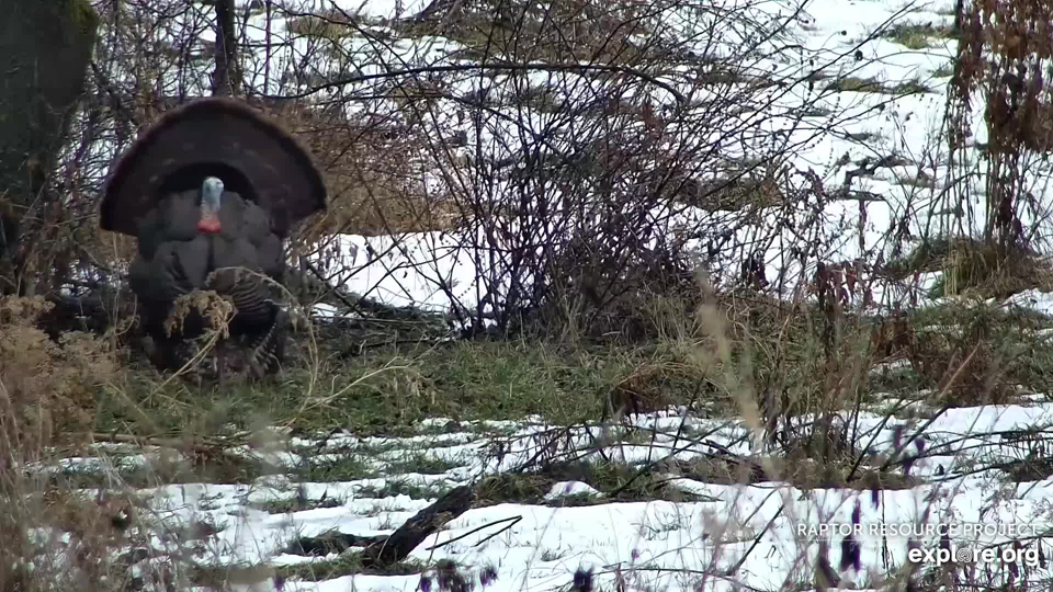 January 17, 2023: It was a busy day for the North nest neighbors, too! A Tom turkey displays near the North nest