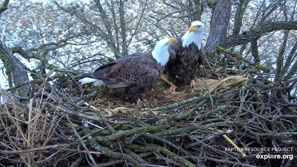 January 17, 2023: Eagle flirting or a Beakerson's moment? There doesn't seem to be much of a difference sometimes!