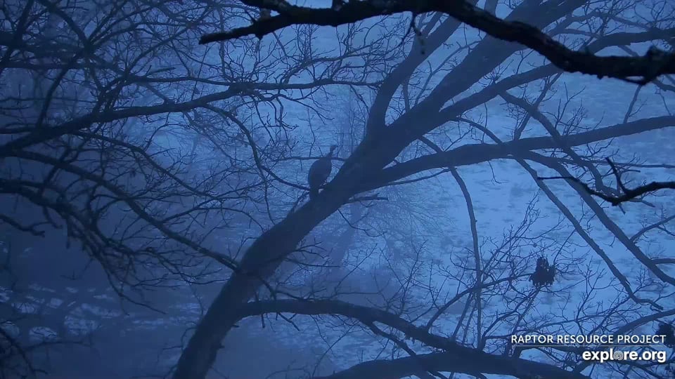 January 17, 2023: A turkey in the mist. Turkeys aren't great fliers, but they will roost in trees. I was surprised to see one so close to the North nest!
