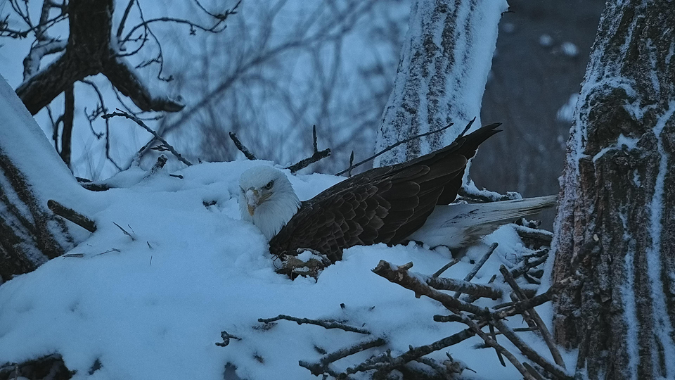 January 19, 2023: Why didn't we migrate? HM does not appear happy about all of the snow!