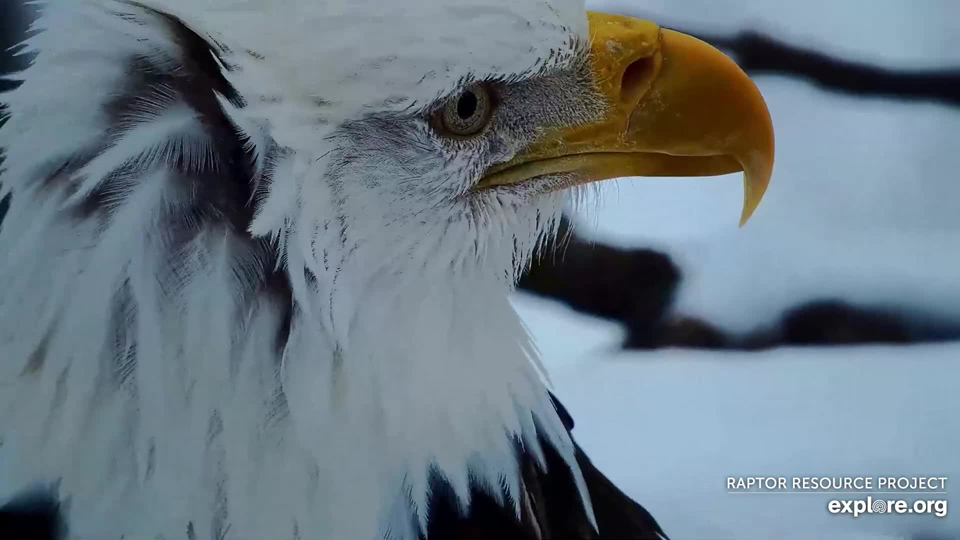 January 20, 2023: Mr. North, close up! What a handsome eagle!