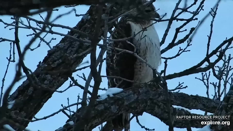 January 20, 2023: Bald eagles weren't the only ones flocking to Decorah! A Red-tailed hawk near the North nest.