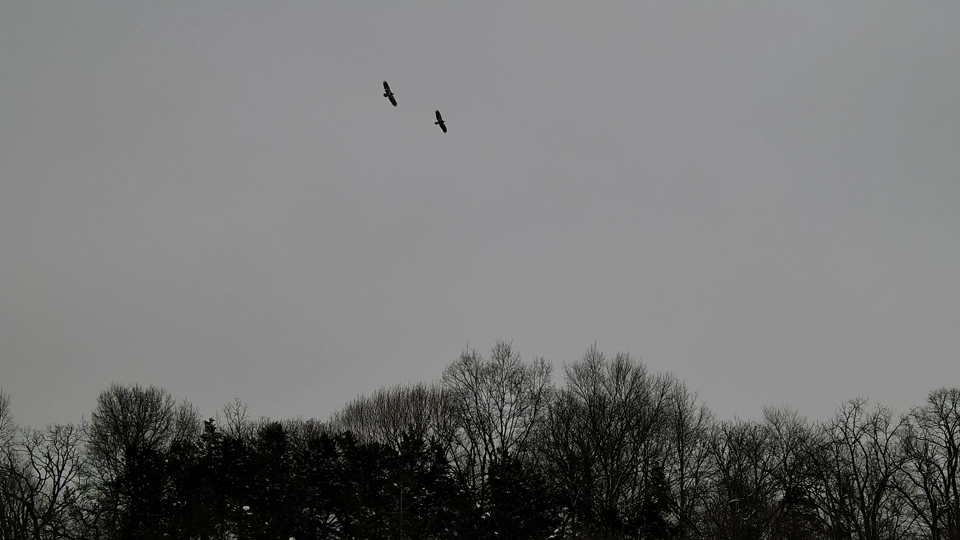 January 20, 2023: Where did all these eagles come from? Uninvited guests kept HD and HM busy today!