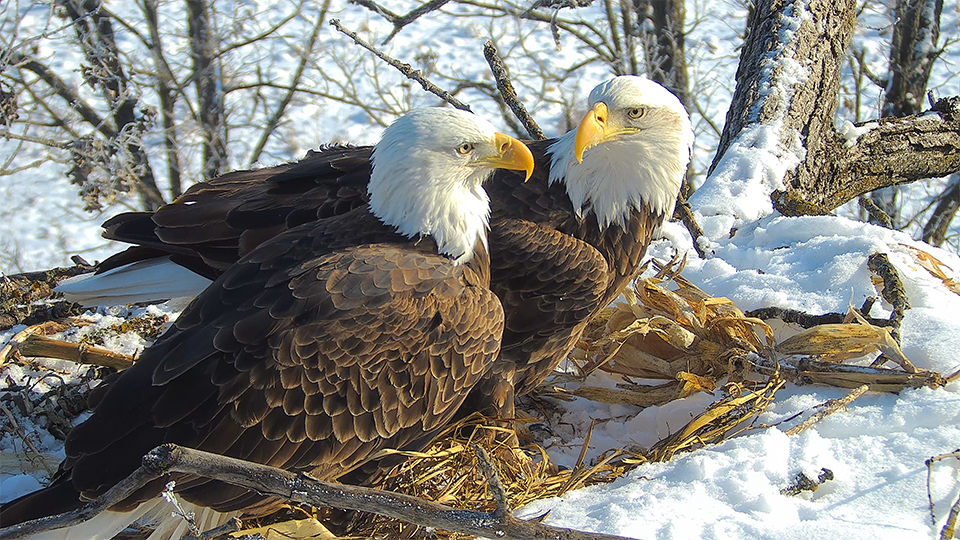 January 23, 2023: Mr. North at left and DNF at right.