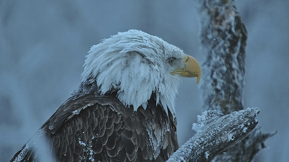 Raptor Resource Project: Bald Eagle and Bird of Prey Cams