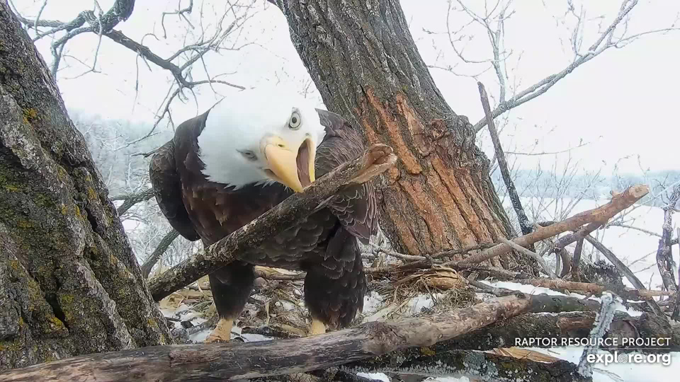January 24, 2023: HD getting a stick just right!