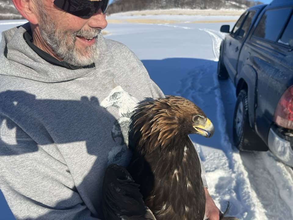 January 26, 2023: Dave shows off a unique field ID for the Golden Eagle - its lovely golden nape! GOEA plumage changes with age, but all eagles past the downy stage have a golden nape.