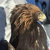January 26, 2023: Golden Eagles belong to the 'true' eagle genus, while Bald Eagles belong to the 'sea eagle' genus. Both are classified as eagles, but Bald Eagles are more closely related to kites.