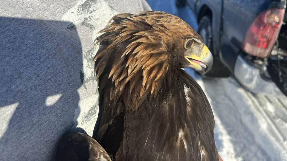 January 26, 2023: Golden Eagles belong to the 'true' eagle genus, while Bald Eagles belong to the 'sea eagle' genus. Both are classified as eagles, but Bald Eagles are more closely related to kites.