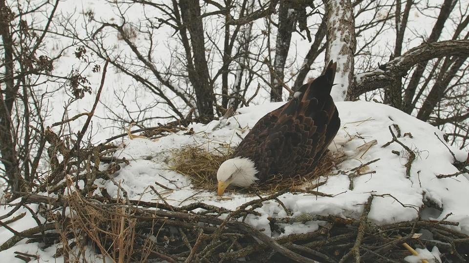 January 30, 2023: DNF works on the North nest.