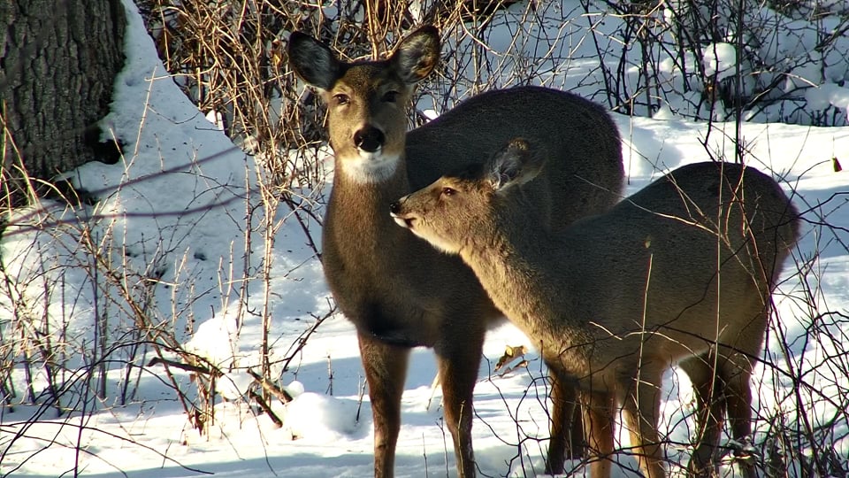 December 26, 2022: A young deer gets a spit bath from its mother!