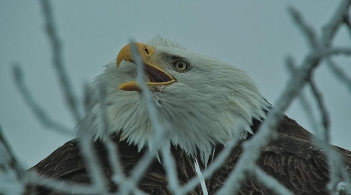 January 8, 2023: HM continued to sound the eagle alarm, adding his voice to the crow chorus. We don't don't know what was flying through neighborhood, but a wave of sound proceeded it. Bird calls can trav­el at speeds exceeding 100 miles per hour, giving birds advance warning to take cover or sound their own warning!